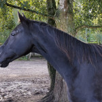 Pies vom Naturhof Usedom